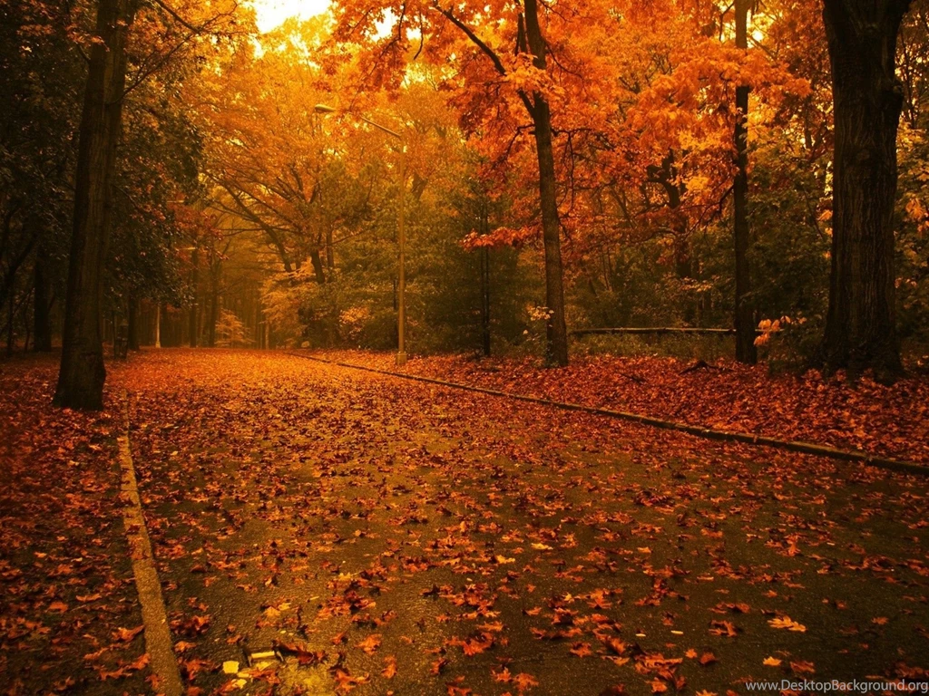 Fall Trees Desktop Backgrounds