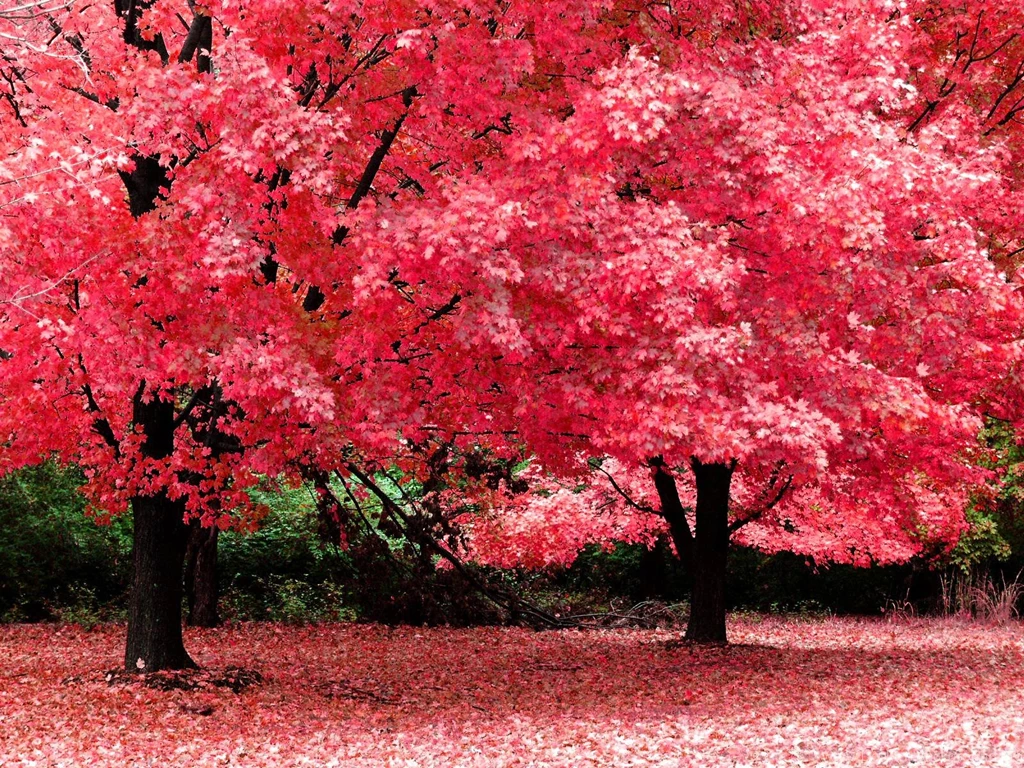 Desktop Wallpapers Autumn Wallpapers Cave