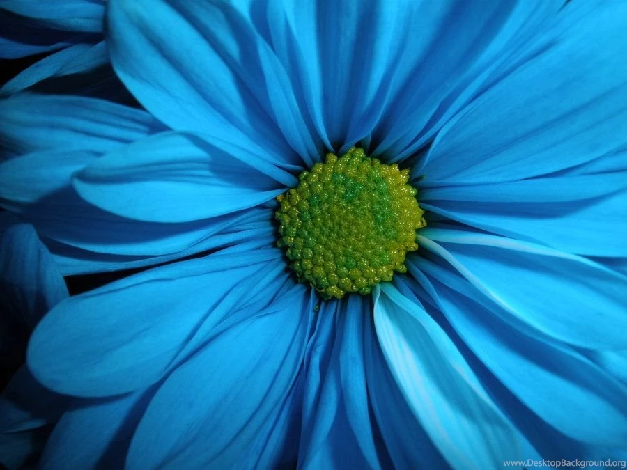 868mam: Blue Flower Wallpapers