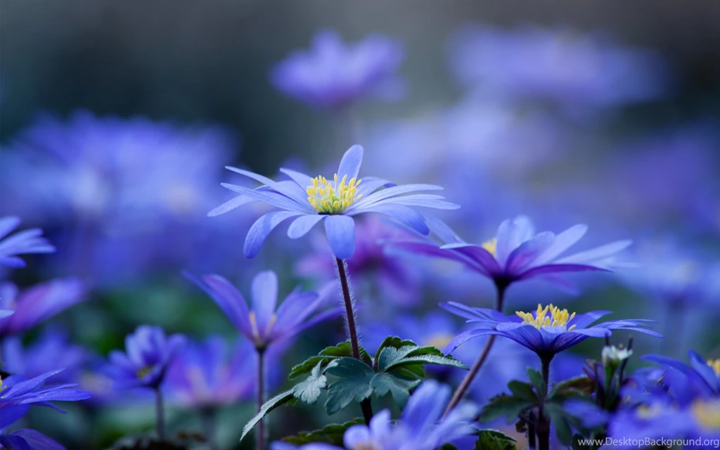 Flower Wallpapers