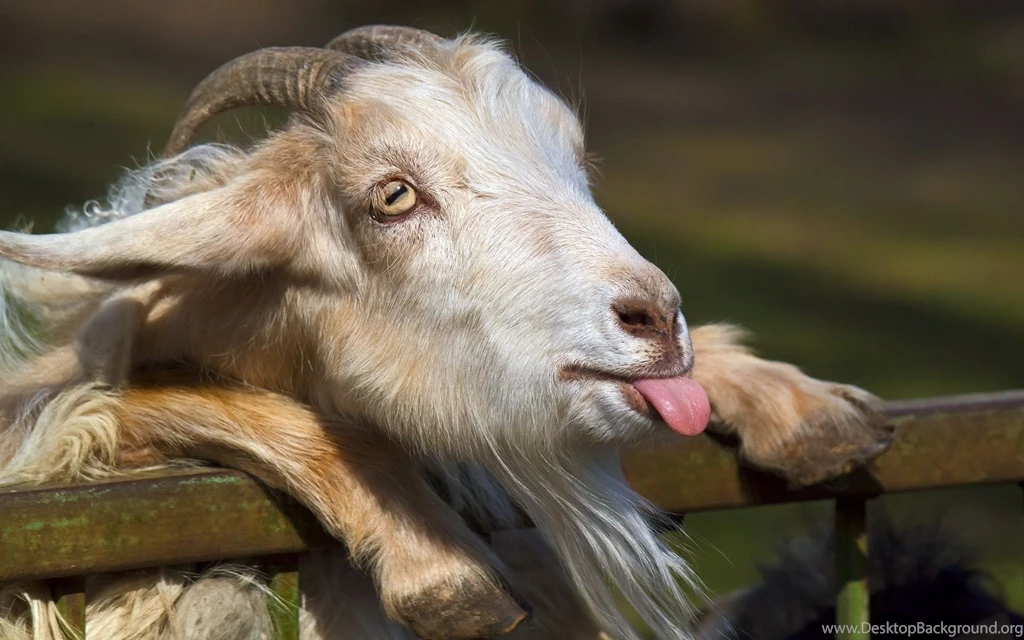 Funny Animal HD Backgrounds Wallpapers 2819   HD Wallpapers Site