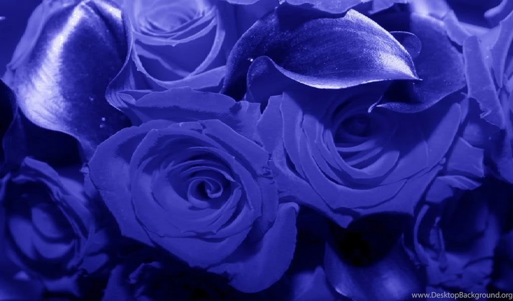 Aar110yxi: Blue Flower Wallpapers