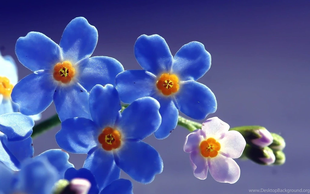 HD Forget me not Flowers Wallpaper for Desktop.jpg