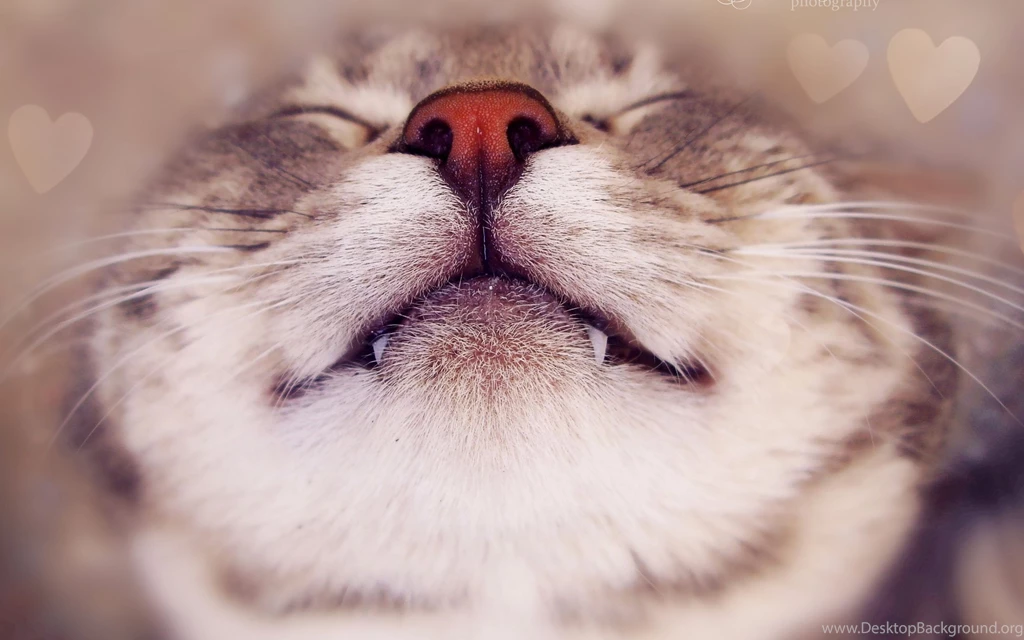 Sleeping cat wallpapers   Cute Cat Wallpapers