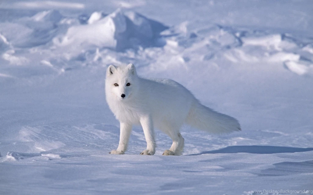 White Fox Wallpapers 681779