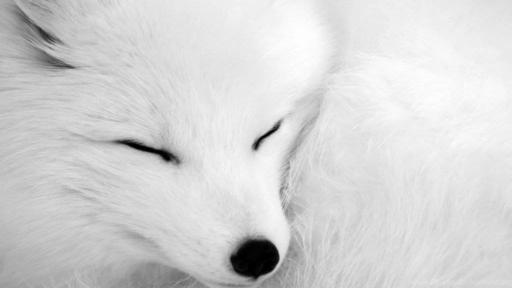 Animals Arctic Fox White Wallpapers MixHD Wallpapers