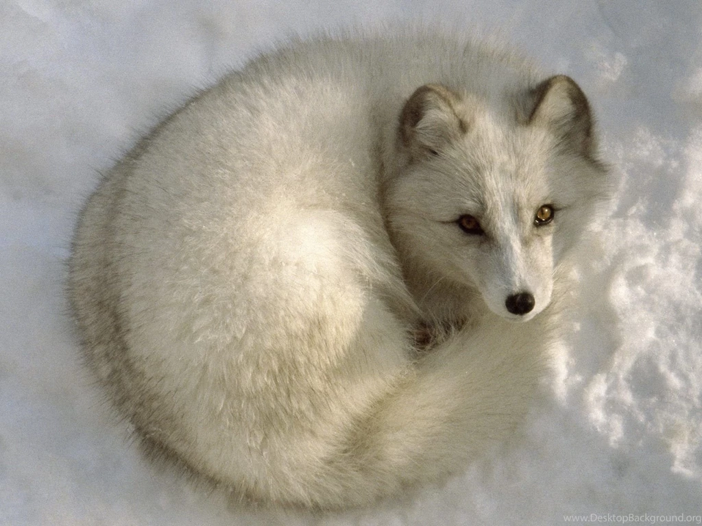 47 Arctic Fox HD Wallpapers
