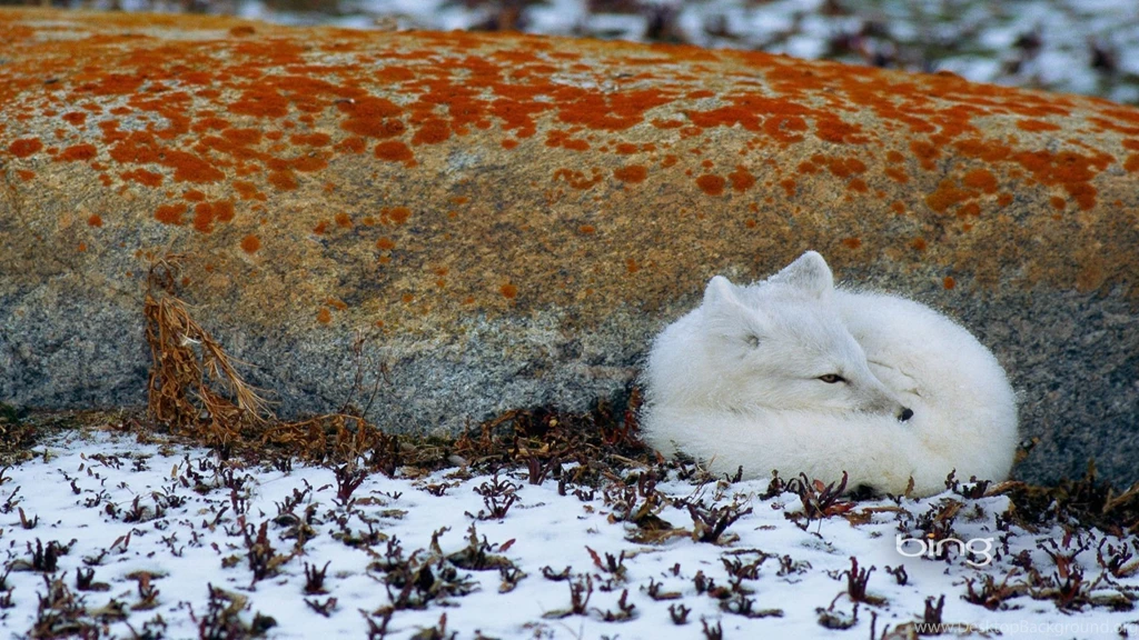 Bing, Official, Wallpaper, White, Fox (