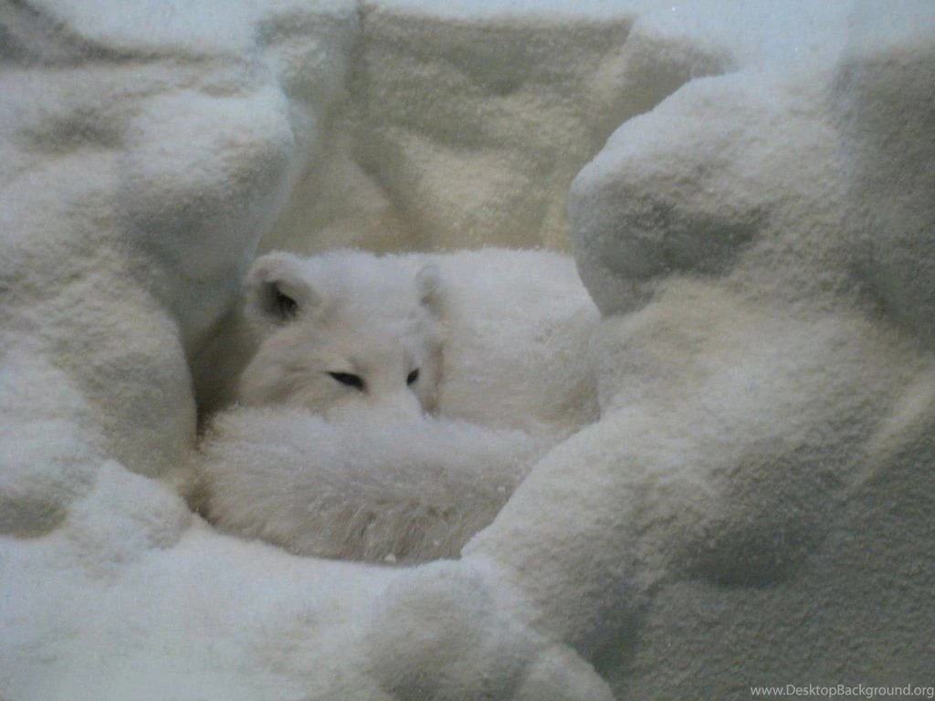 White Fox 1024x768 Wallpapers,Fox 1024x768 Wallpapers & Pictures ...