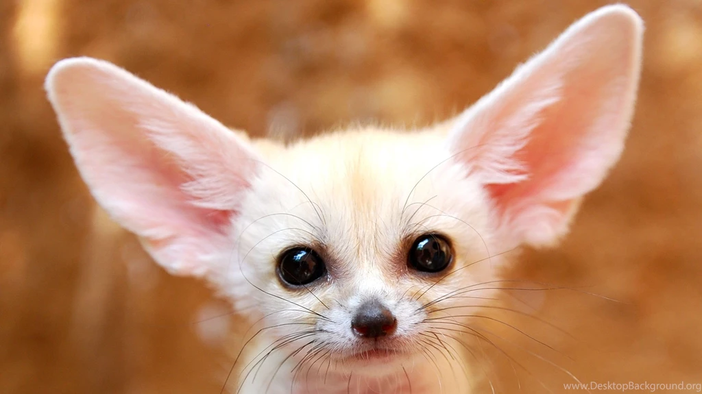White Baby Fennec Fox Wallpaper.