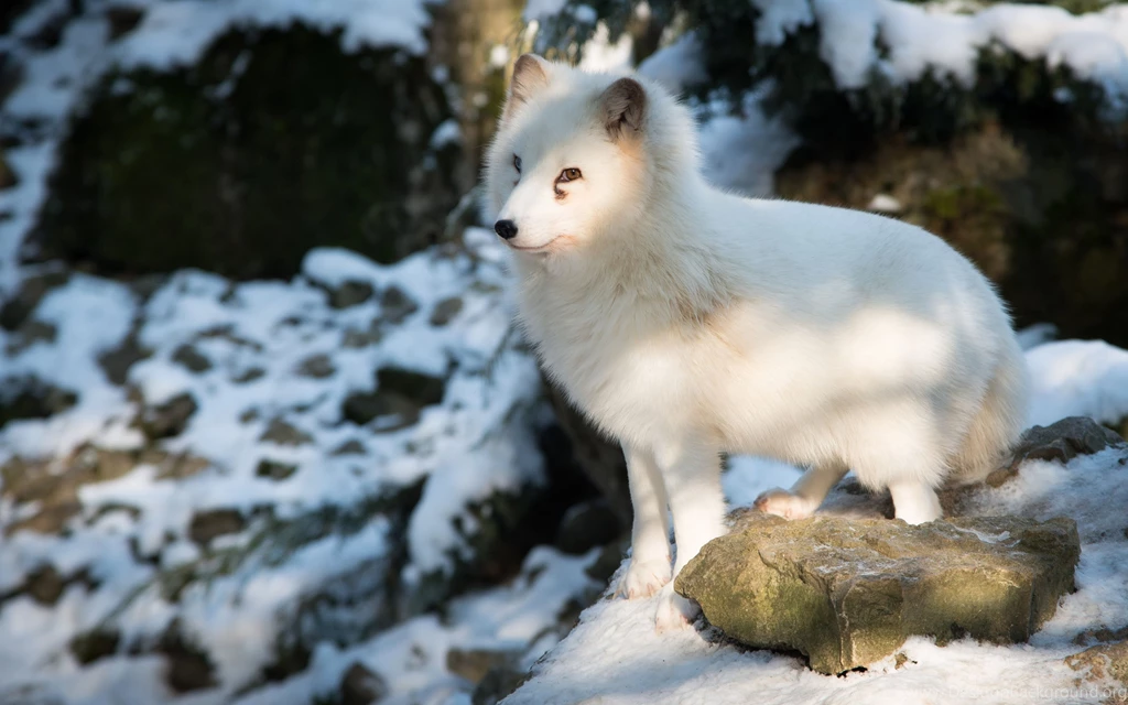 Download Wallpapers 3840x2400 Polar Fox, Arctic Fox, White, Fox ...