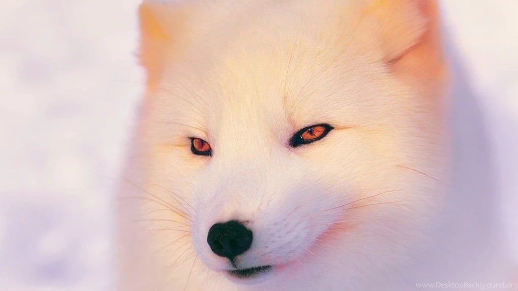10439_Arctic Fox Wallpaper Beautiful white animal.jpg