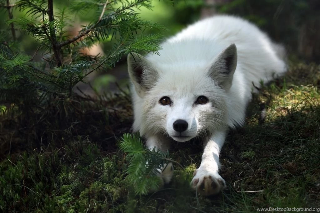 Fox Dreaming – The Other Side