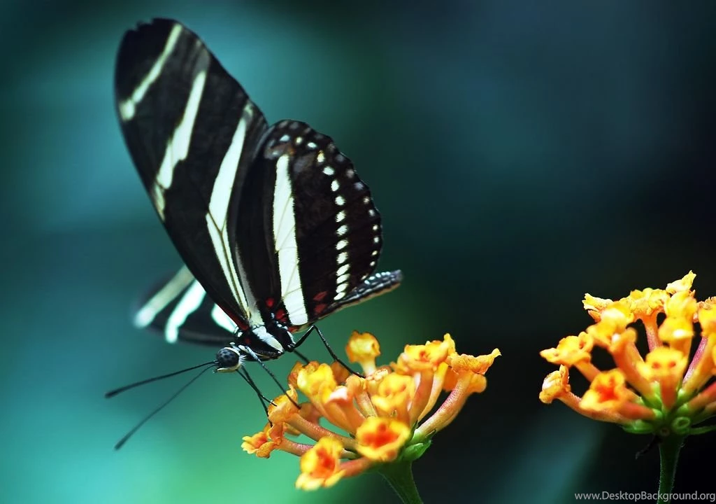 1024x768px Buterffly Free Download Wallpapers Hd