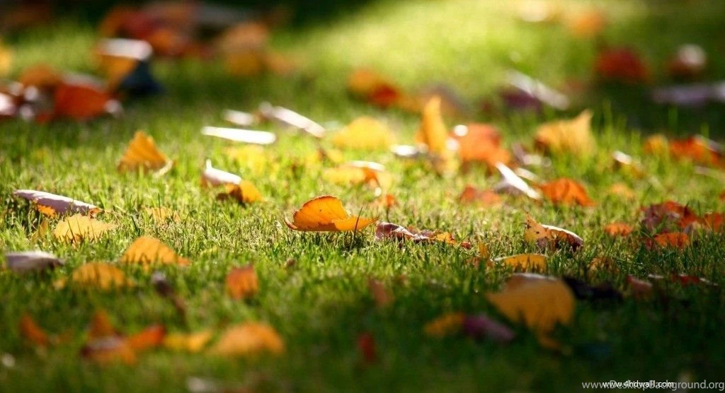 Top Autumn season hd Wallpapers