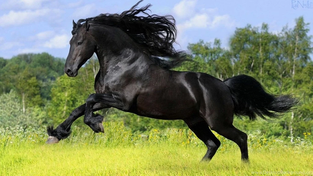 Wallpapers Sonakshi Sinha Nature Pnatureu Free Top Class Horses Hd ...