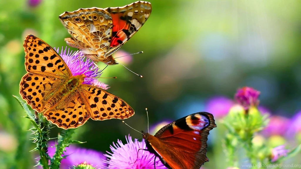 Three Beautiful Butterflies HD Wallpapers