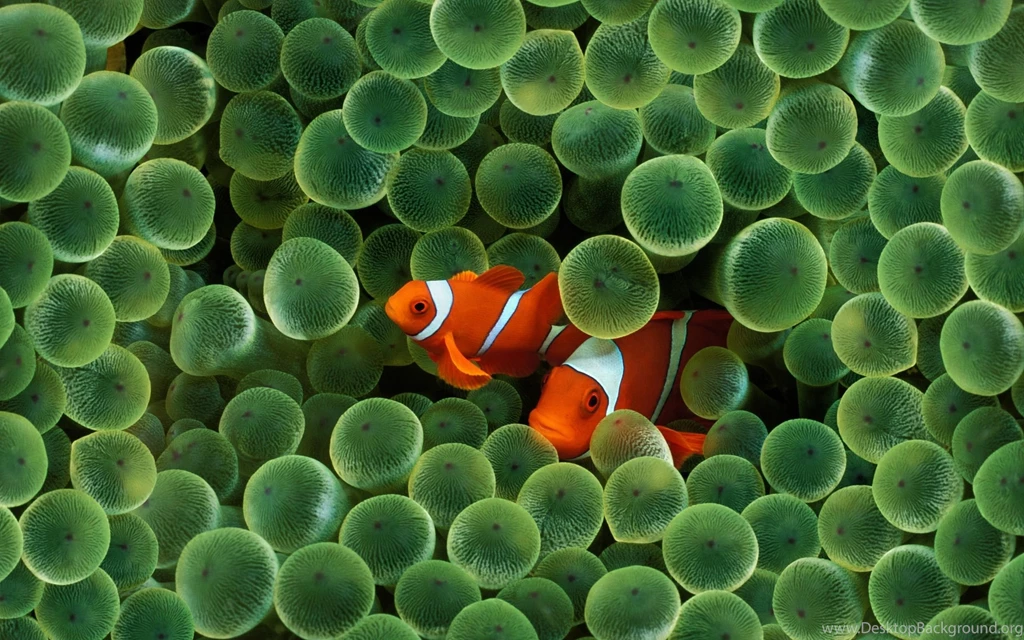 Fish Live Wallpapers For Desktop Images