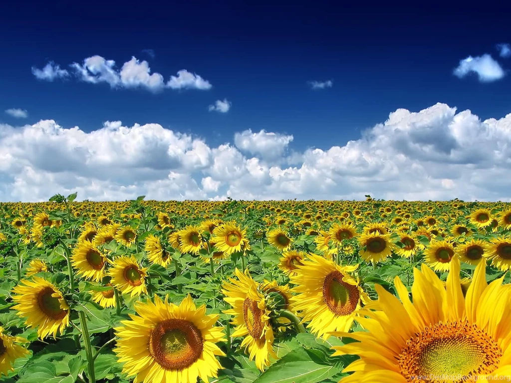 Sunflower Backgrounds Image 1600x1200