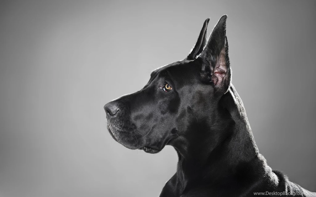Great Dane Dogs Wallpapers
