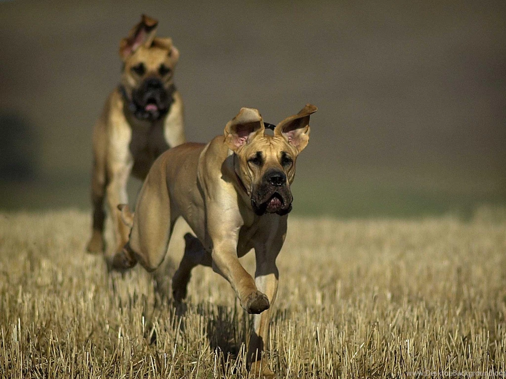 Great Dane New Wallpaper, Great Dane Dog Pictures, New Wallpapers