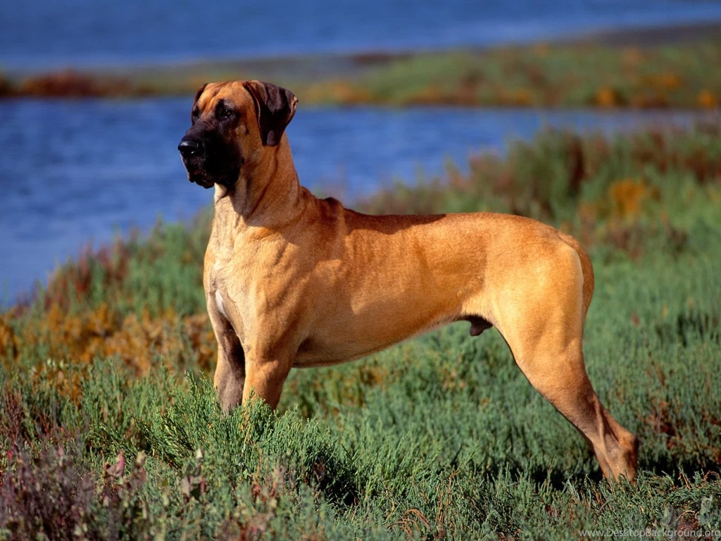 Great dane wallpaper backgrounds.jpg