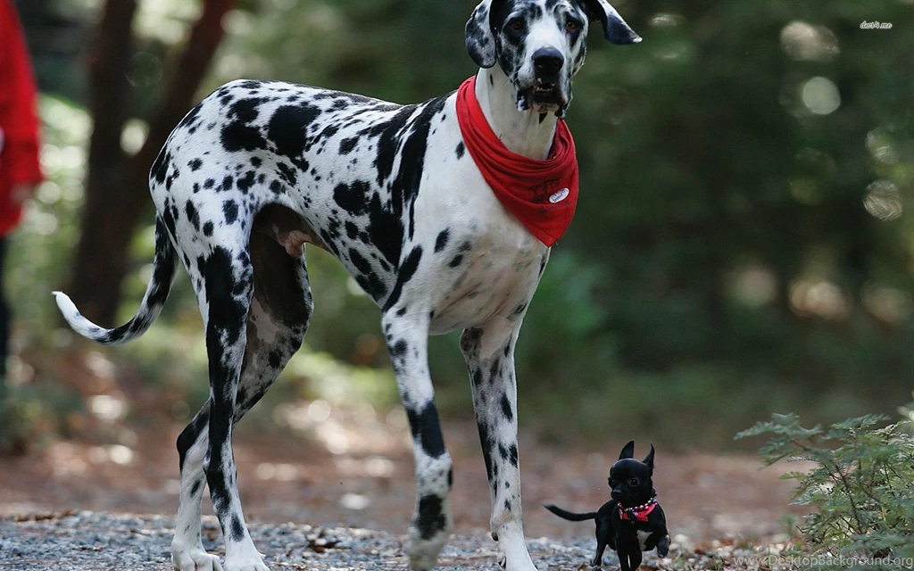 Great Dane And A Chihuahua Wallpapers Animal Wallpapers