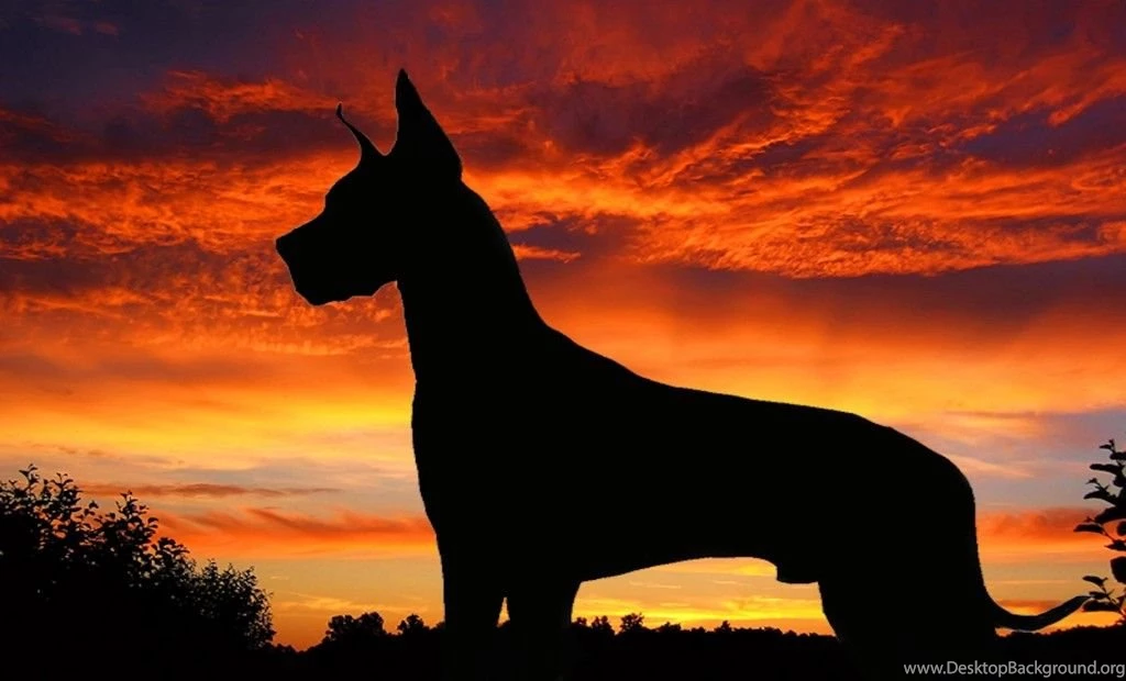 Great Dane Wallpaper Backgrounds Archives   , New Wallpapers, New ...