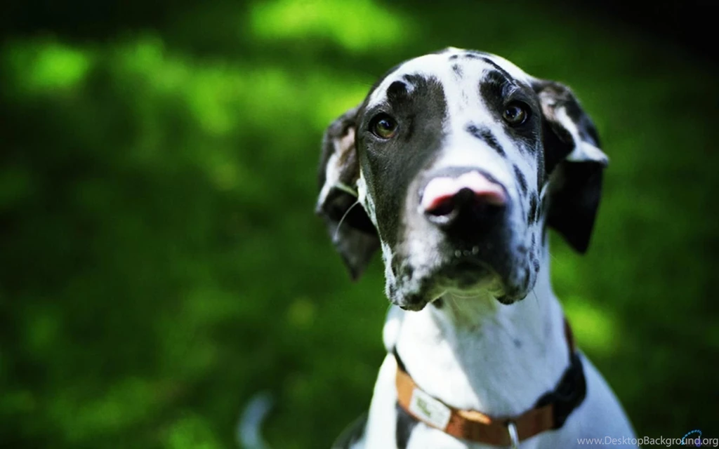 Download Wallpapers Harlequin Great Dane (1680 X 1050 Widescreen ...