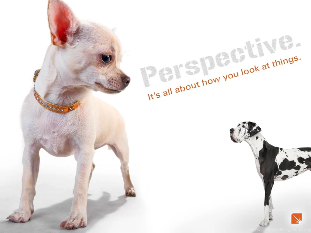 The Beautiful Great Dane   Great Danes Wallpapers (14115258)   Fanpop