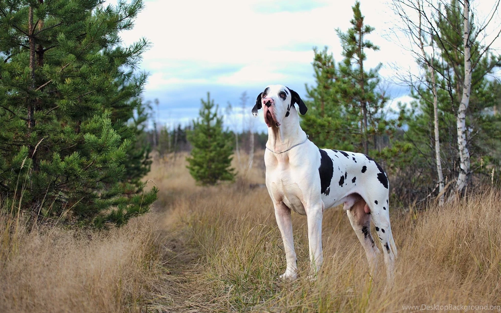 Dogs Harlequin Great Dane Grass Animals Wallpapers