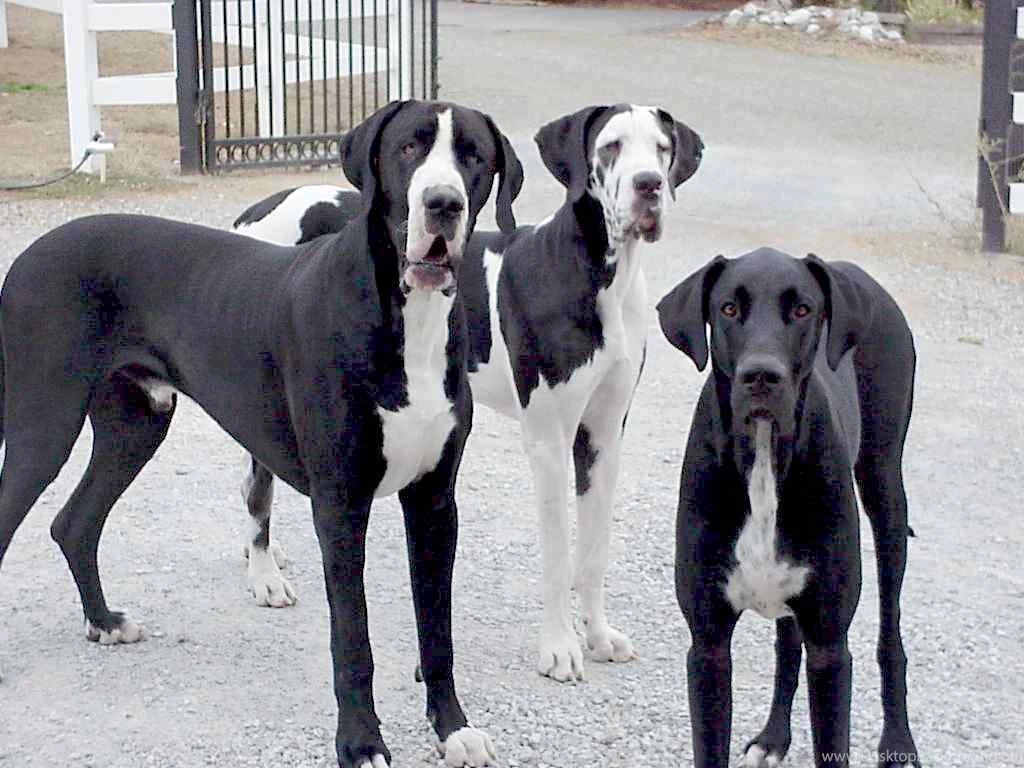 Great_danes_pack.jpg