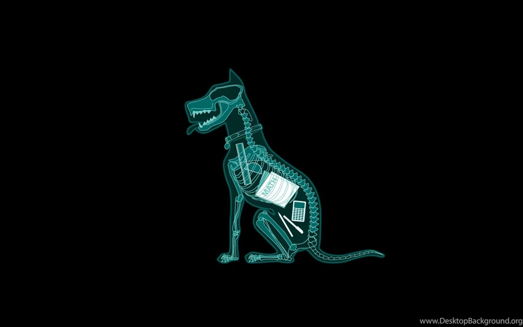 Dogs Great Dane Wallpapers   (