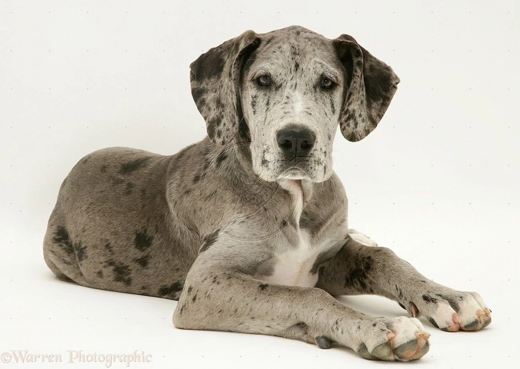 Awesome Great Dane Dog Wallpapers Best Desktop