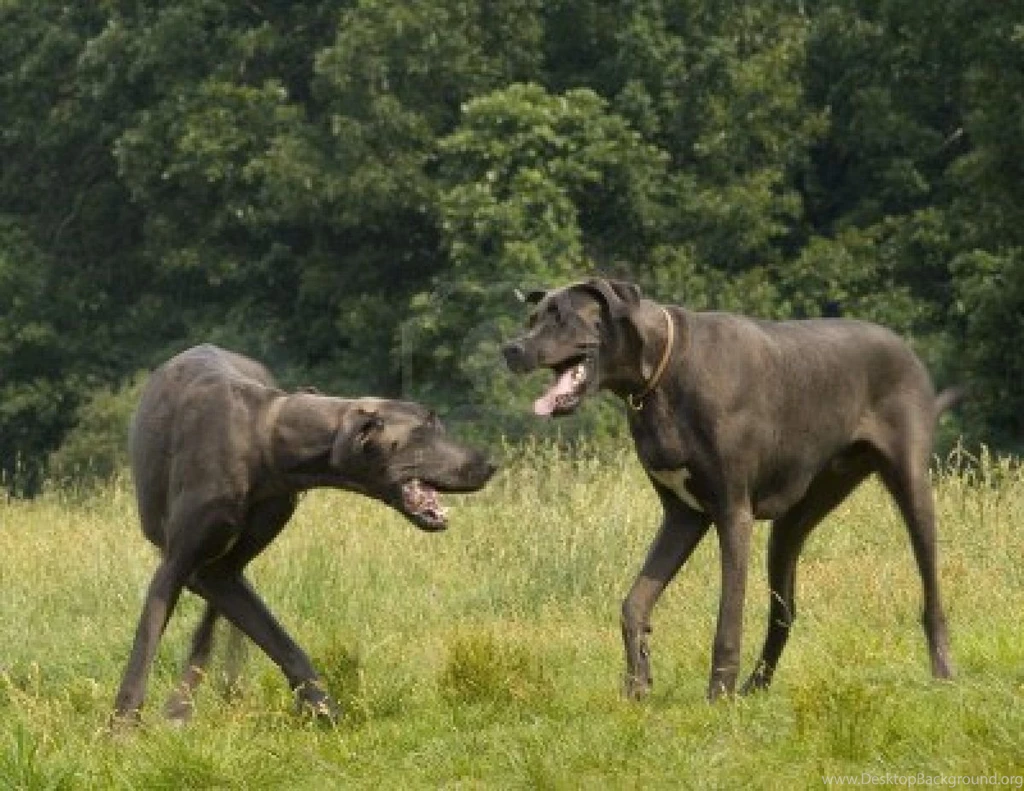 Two Great Dane Dogs Photo And Wallpaper. Beautiful Two Great Dane ...