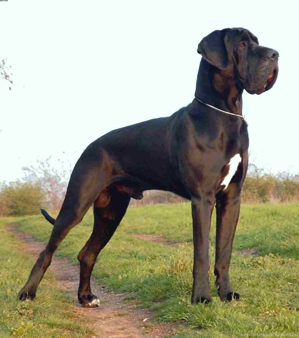 Perfect Names For Your Dog's Breed