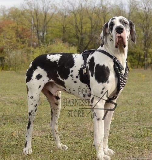 Great Dane Category The Dog Wallpapers