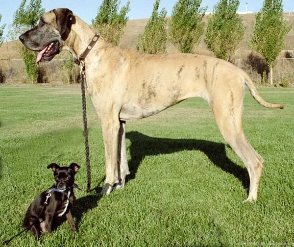 Great dane dog breeds 44   The Dog Wallpapers   Best The Dog ...