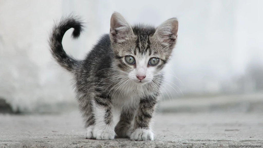 Small Sweet Cat 1920 X 1080 HDTV 1080p Wallpapers Wallpapers Gallery