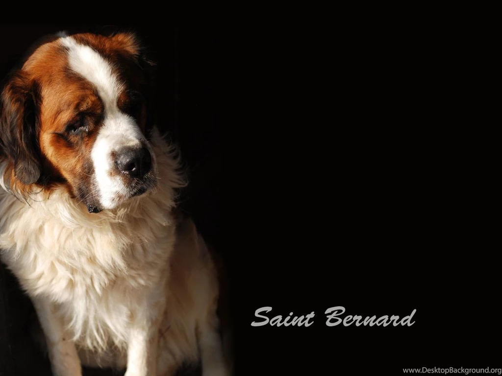 St Bernard Wallpapers   Wallpapers Cave
