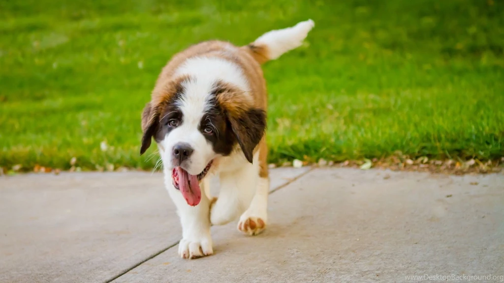 Full HD 1080p St Bernard Wallpapers HD, Desktop Backgrounds ...