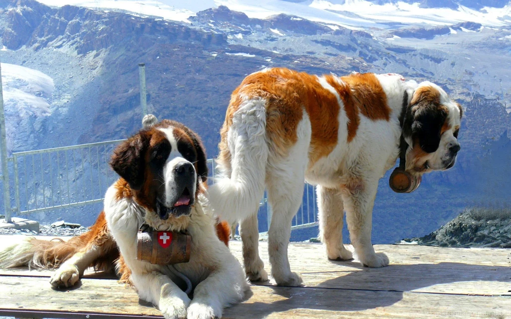 Saint Bernard Free Desktop Wallpapers