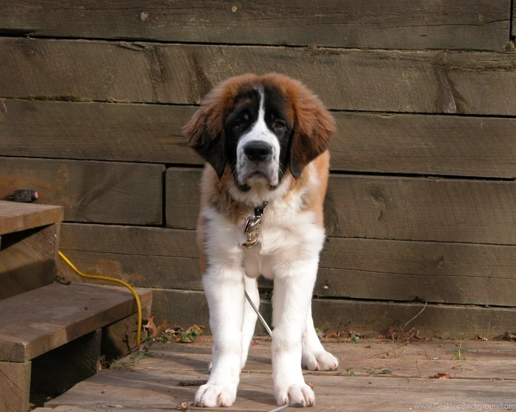 St Bernard Dogs Wallpapers (13074342) Fanpop