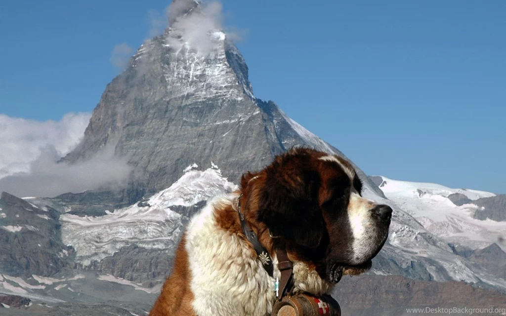 St. Bernard Dog Wallpapers And Images Wallpapers, Pictures, Photos