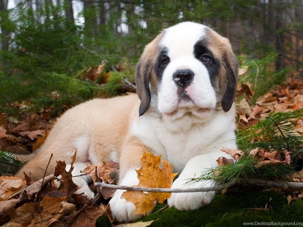 St Bernard Wallpapers   Wallpapers Cave