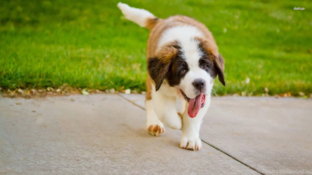 Cute Saint Bernard Puppy HD Wallpaper.jpg