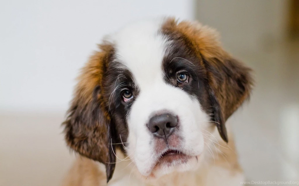 Saint Bernard Images   Wallpapers