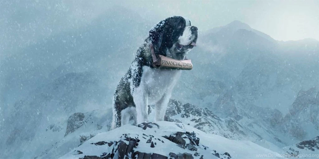 Winter Snow Saint Bernard Dog Wallpapers HD