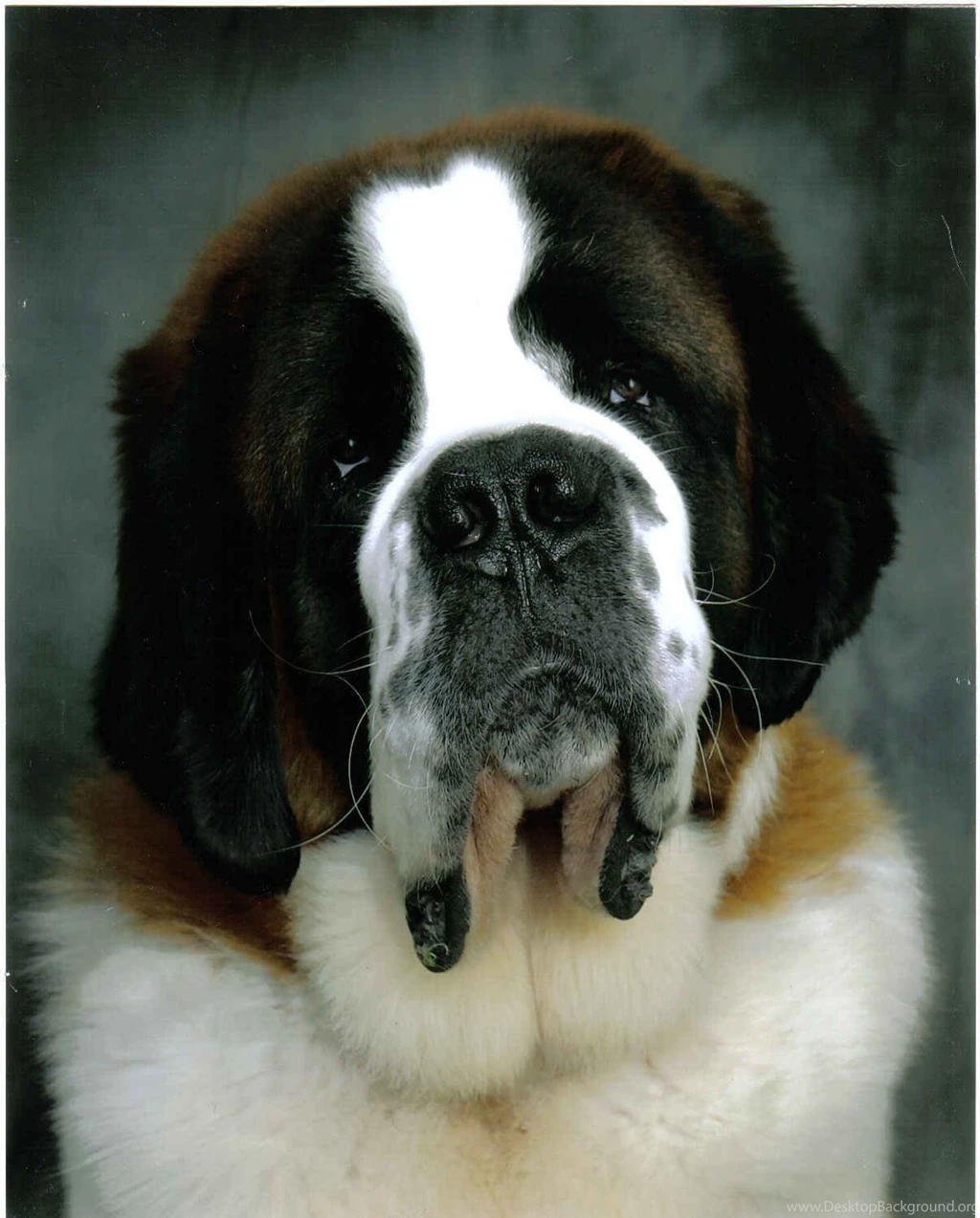 St. Bernard Photos And Wallpapers. The Beautiful St. Bernard Pictures