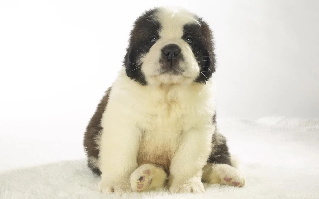 Saint Bernard Puppy (id: 57572) – BUZZERG